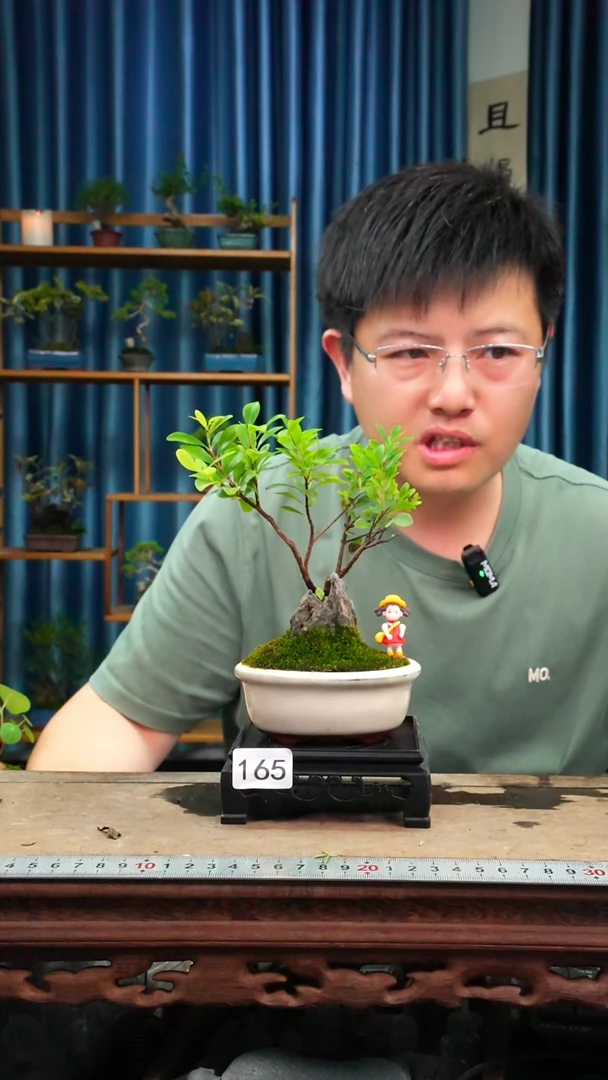 无花朵苔藓微景观165号