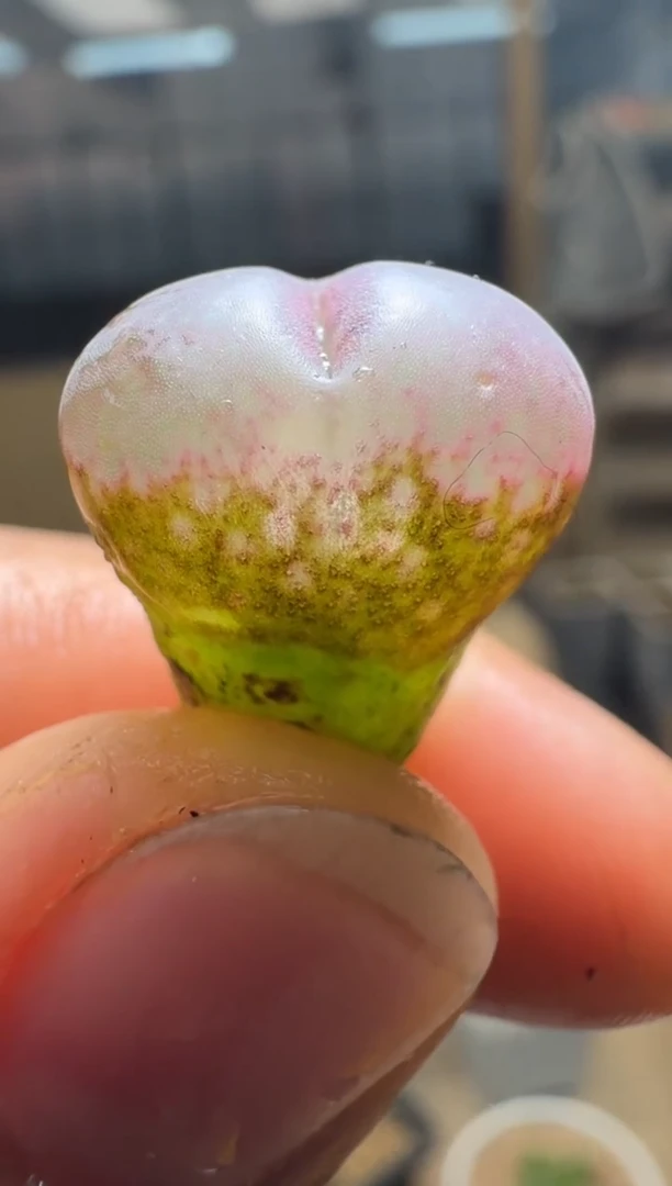 【闪购商品】1/21-405