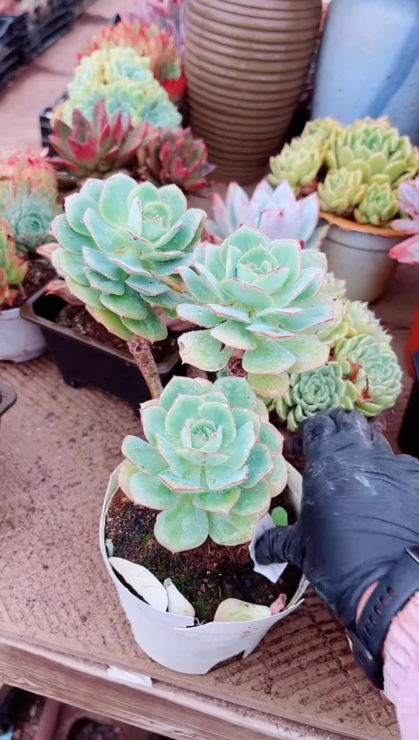 真*植物一物一拍17095