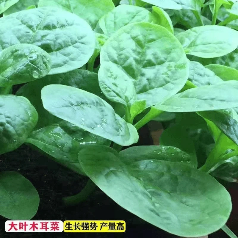 【全店满5包包邮】大叶【木耳菜】种子四季种植速生豆腐菜春夏秋