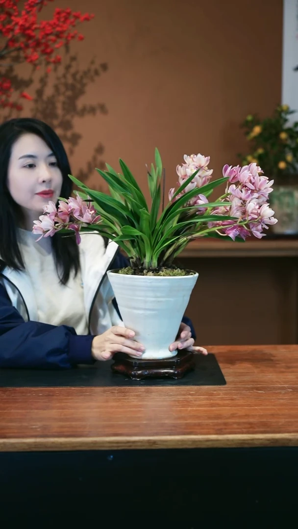 全部花朵阿诗玛盆景盆景盆景