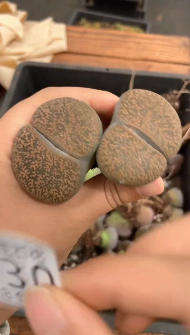 4130特价紫勋玉有瑕疵发货1颗