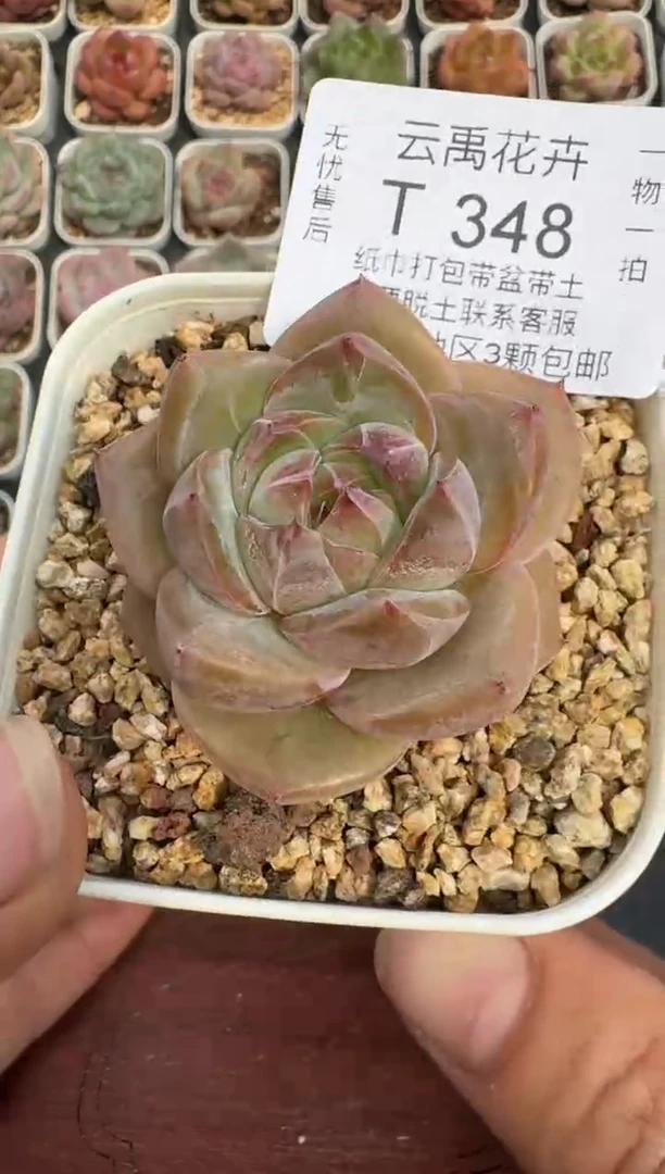 348T带盆土发(6.5cm杯） 当场拍3颗以上包柚 多肉植物