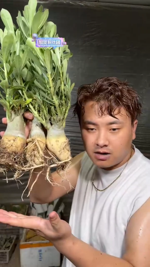 3颗 沙漠玫瑰【带根】