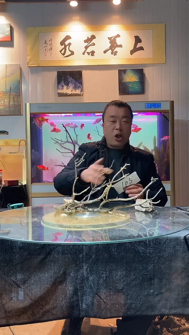 105号天然黄栎木1组适合40缸