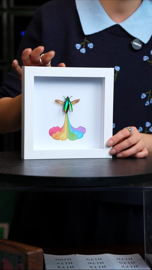 彩虹屁吉丁虫标本方框