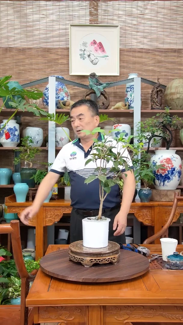 水之韵水培植物四季桂