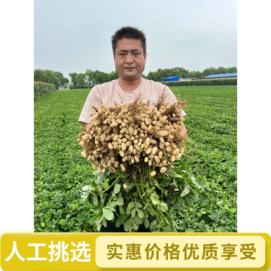 人工挑选农家自种带壳新鲜湿花生可生吃水煮