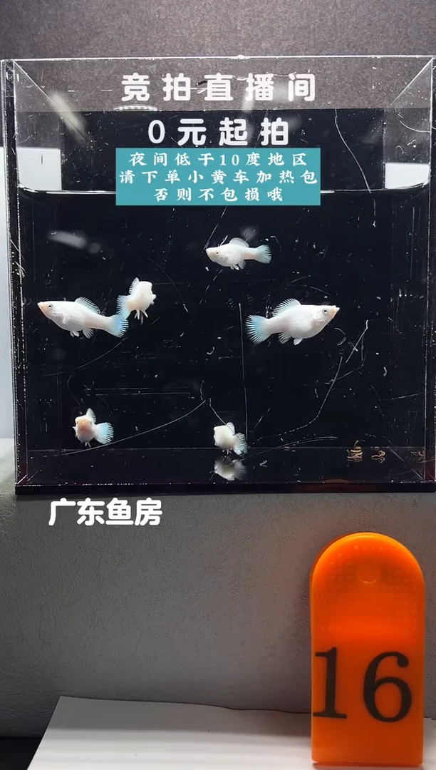 孔雀鱼瓷白马丽苗6只编号16
