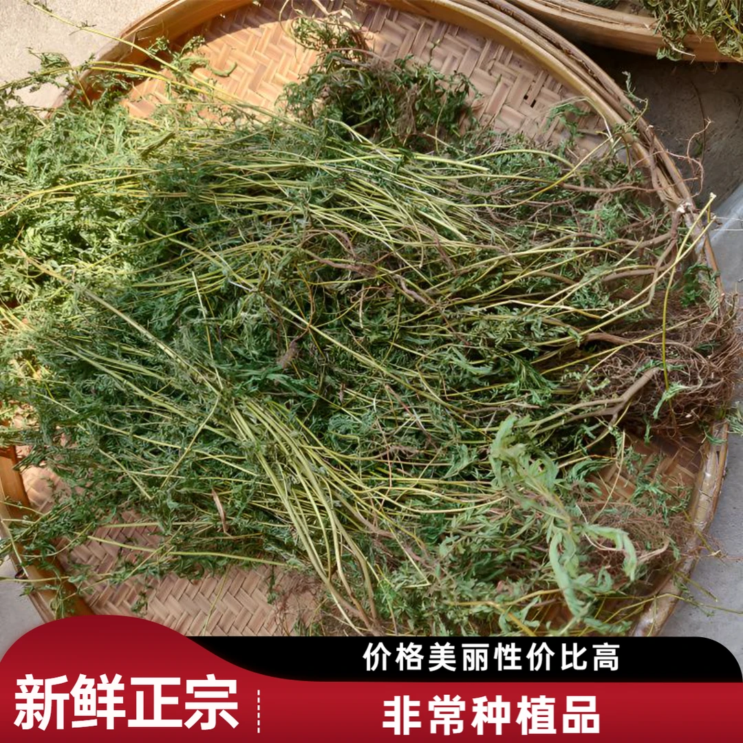 广西软肝草 正宗 铁甲草 细密疏 山扁豆  非种植品 新货泡茶煮水