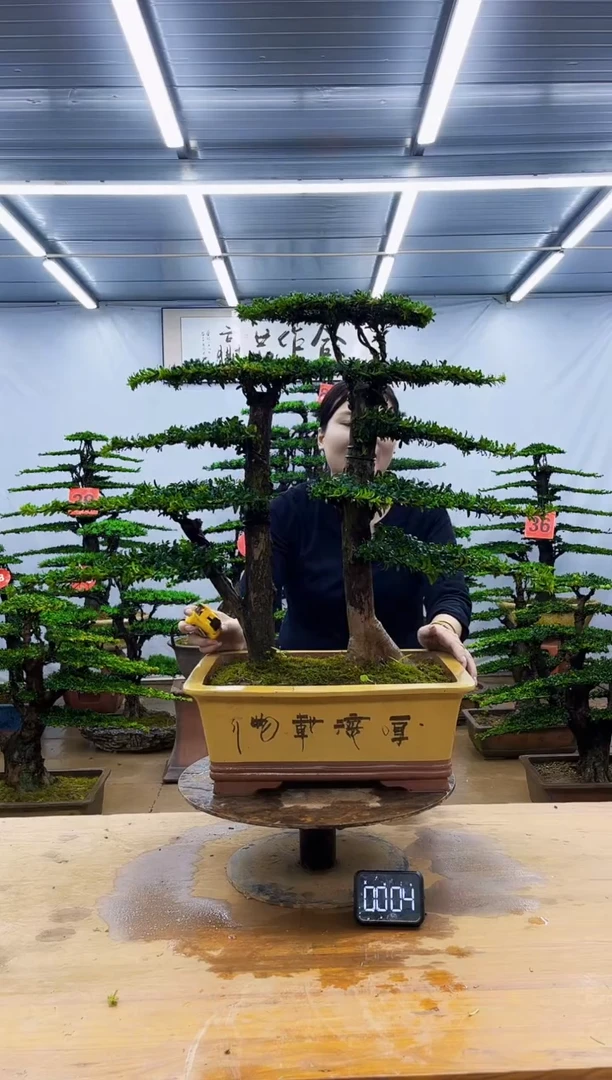 无花朵一物一拍，所见即所得