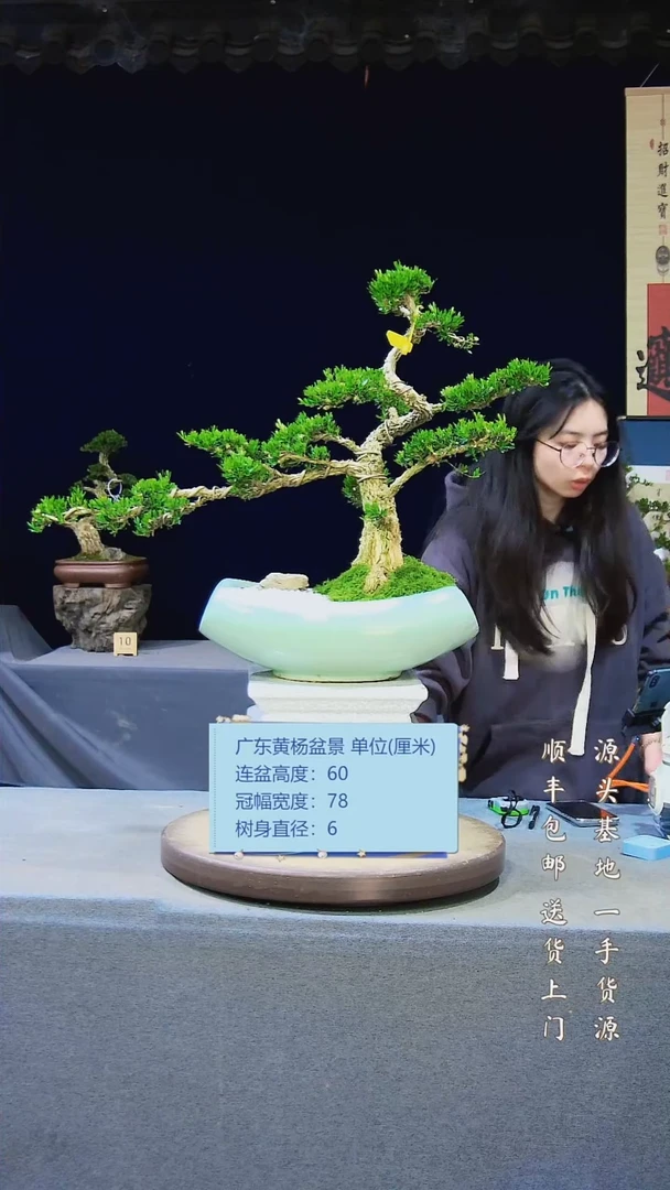 【闪购商品】雀舌黄杨盆景高端黄杨盆景