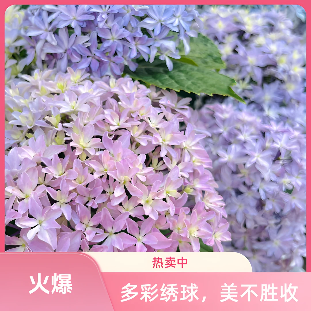 【灵感绣球】大花重瓣绣球花耐寒耐热庭院阳台盆栽地栽云南基地直发