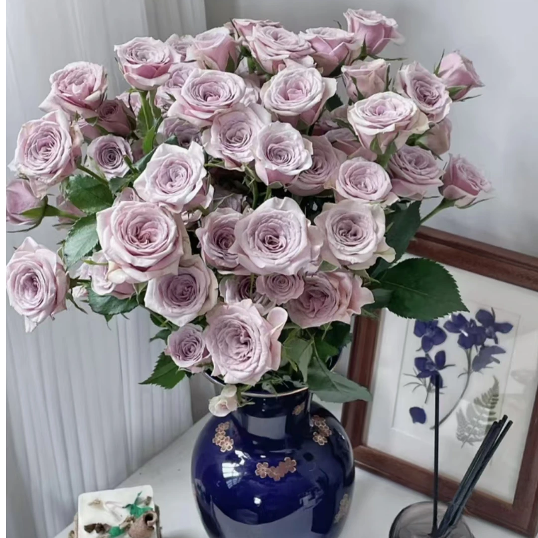 【莱拉】多头玫瑰 收到需醒花 云南鲜花批发基地