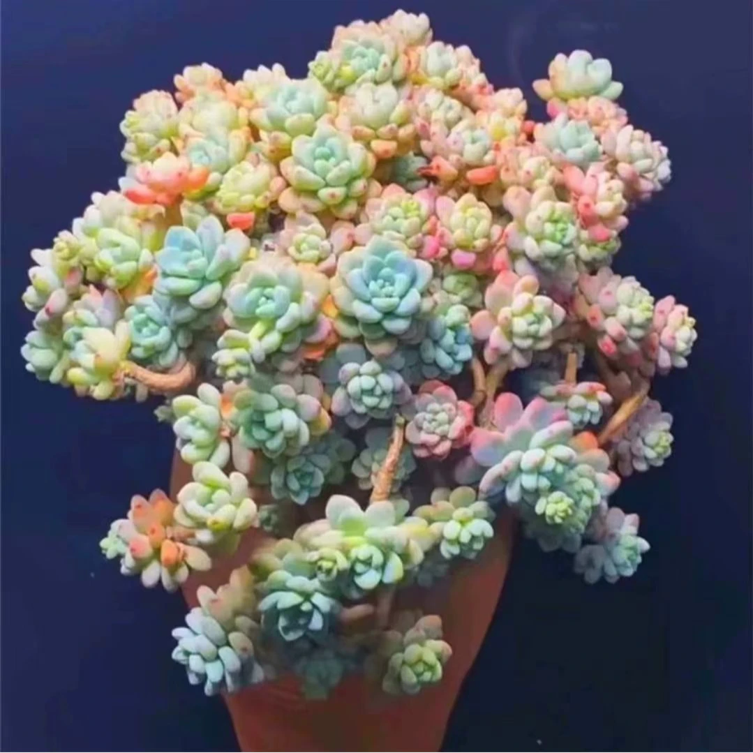 【香水劳尔】整桩脱土发货 云南红太阳多肉 盆栽春秋夏季多肉植物