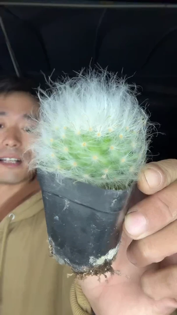 实生金刺薰光殿15.99