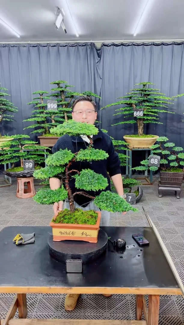 无花朵盆景.......