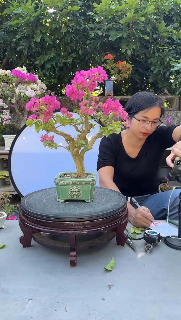 叽**啦三角梅重瓣粉