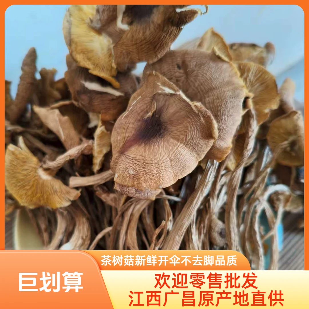 江西广昌茶树菇干货批发特产煲汤炒菜新鲜开伞不去脚茶树菇