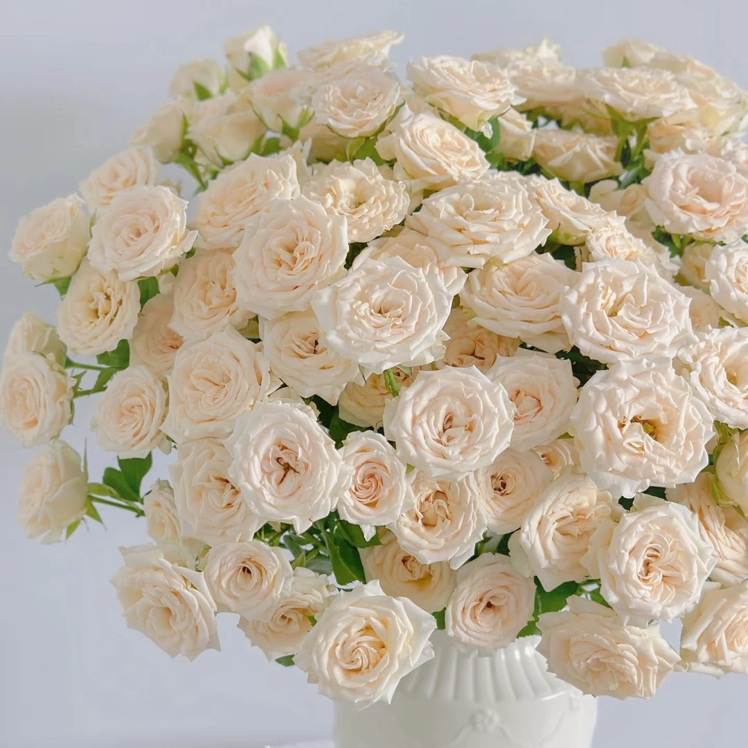 【翠尼缇多头玫瑰】任意两单及两单以上鲜花顺丰冷链包邮发货