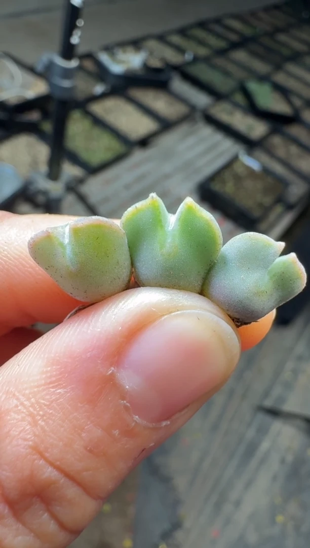 【闪购商品】17-5粉肌空蝉大（全部扒皮）一颗