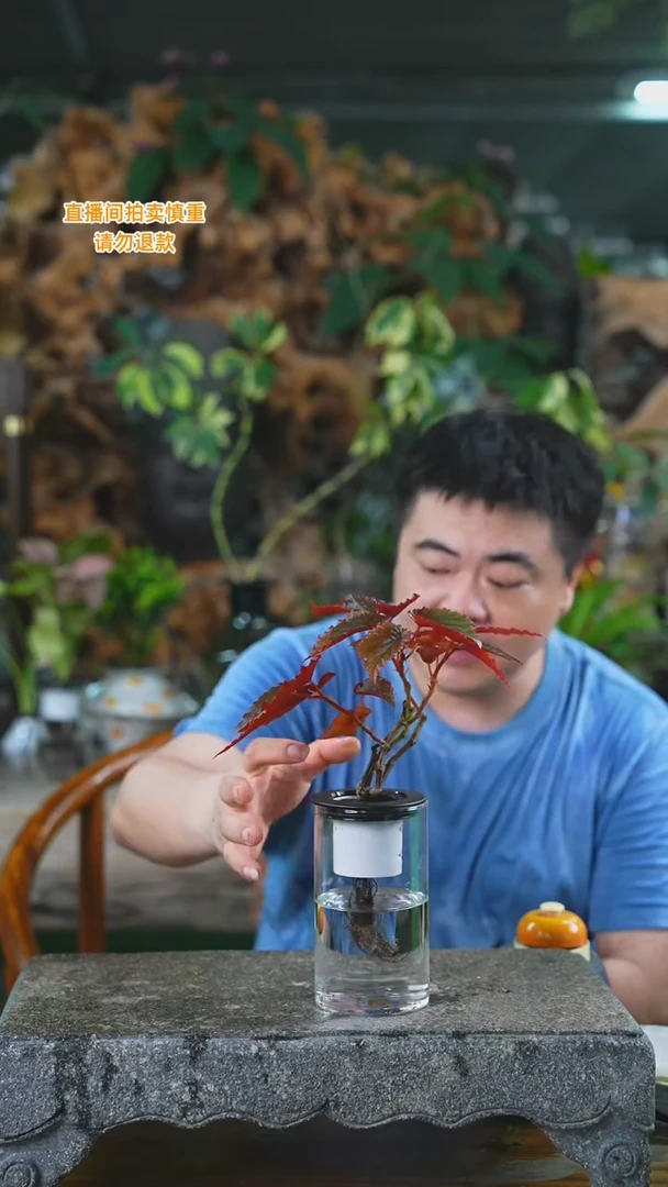 当前无花栽培后可以开花164海棠+