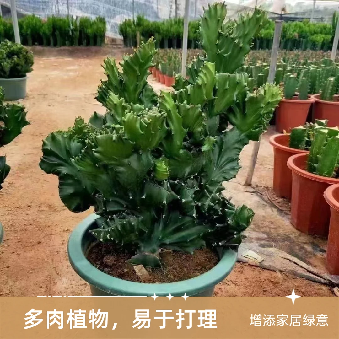 玉麒麟多肉盆栽室内办公桌麒麟五指山万重山火麒麟仙人掌植物花卉
