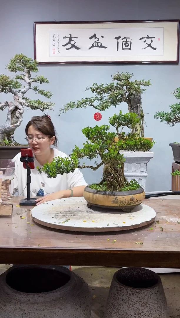 无花朵?****人黄杨