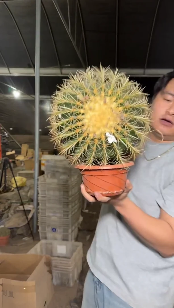 超大 金虎【实生根】20cm+