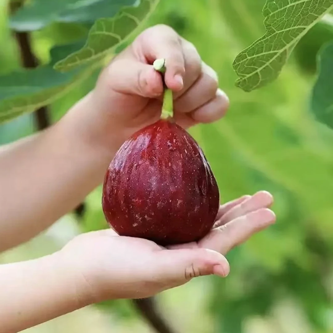 波姬红无花果树苗矮化水果盆栽南北方种地栽耐寒无花果苗当年结果