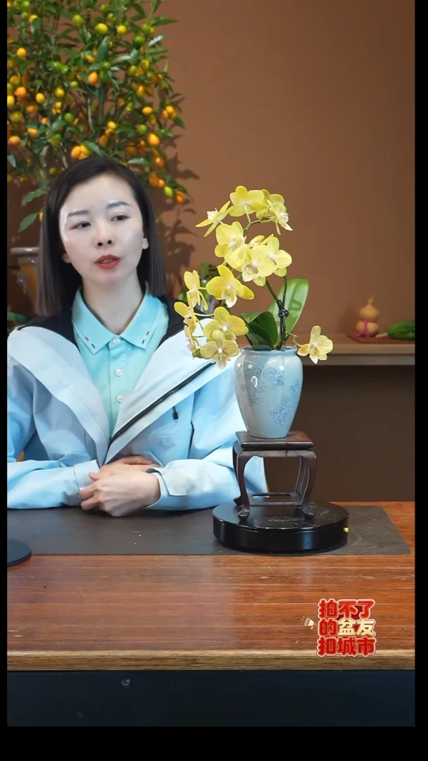 全部花朵金盏蝶盆景盆景