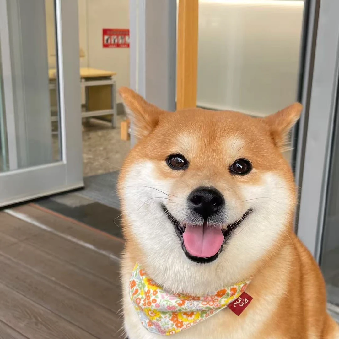 （煜达宠物）纯种柴犬