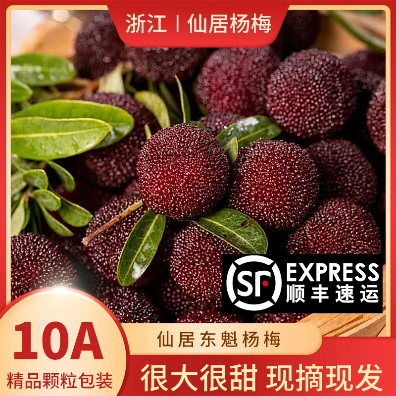 状元魁仙居杨梅当天采摘新鲜冷链快速到家 支持企业单位采购