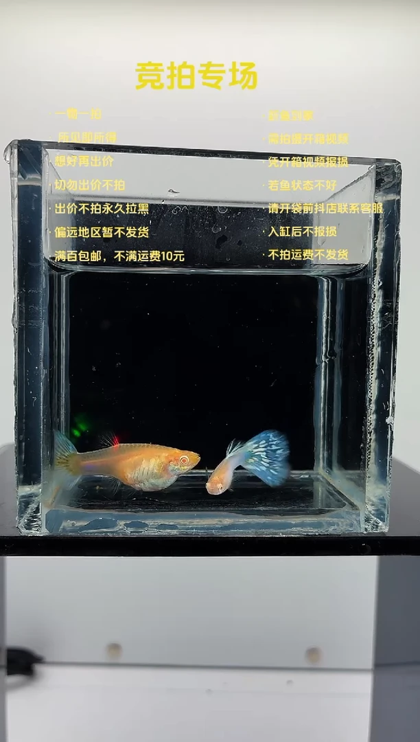 孔雀鱼新加蓝马赛克白子-53