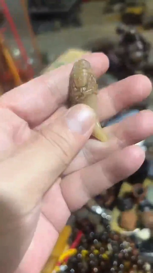 茶杯紫砂紫砂紫砂紫砂紫砂