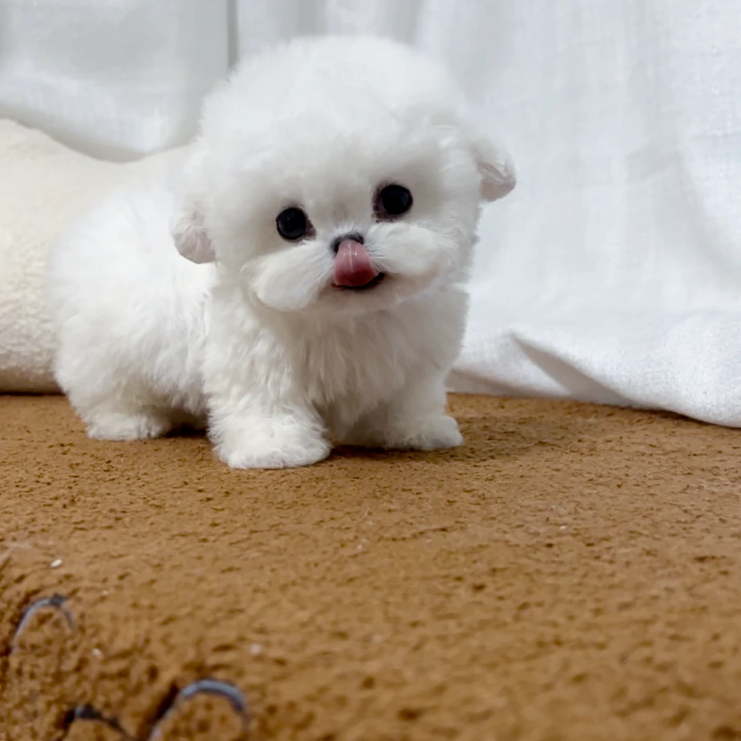 【小尾巴】韩版高端小体比熊活体宠物犬链接宠物狗