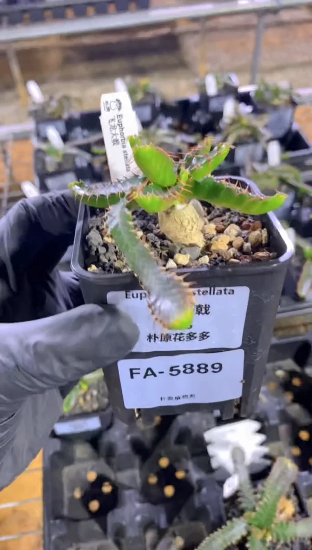 【闪购商品】飞龙大戟FA-5889