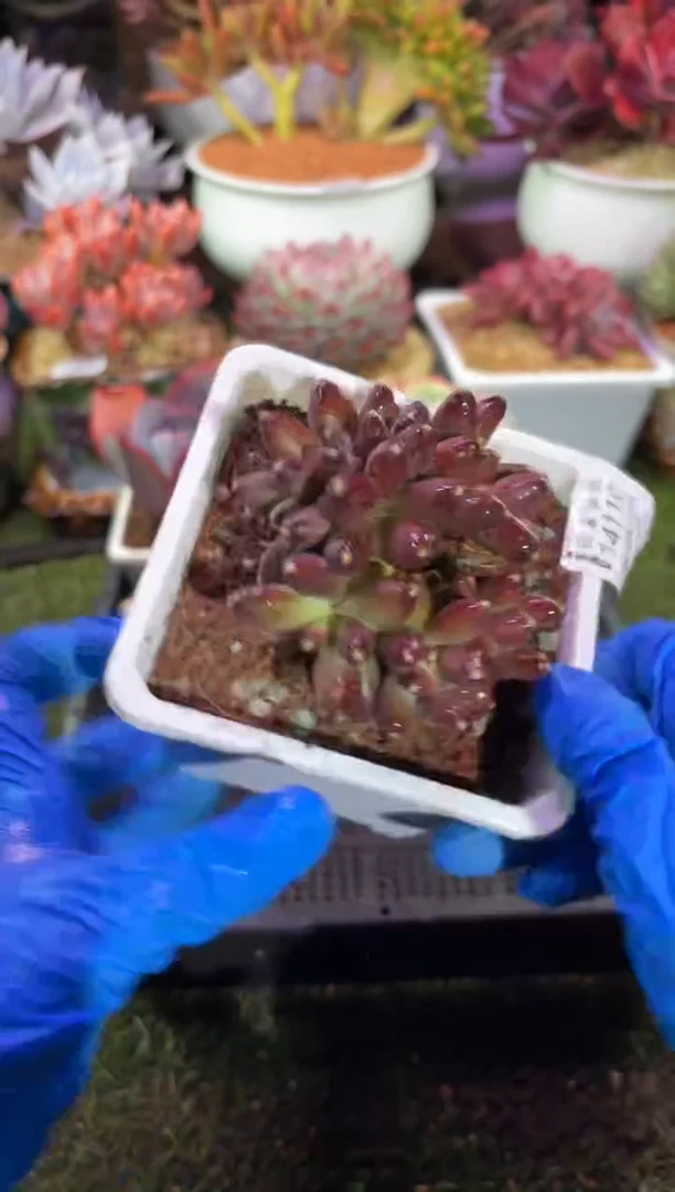 【闪购商品】14110