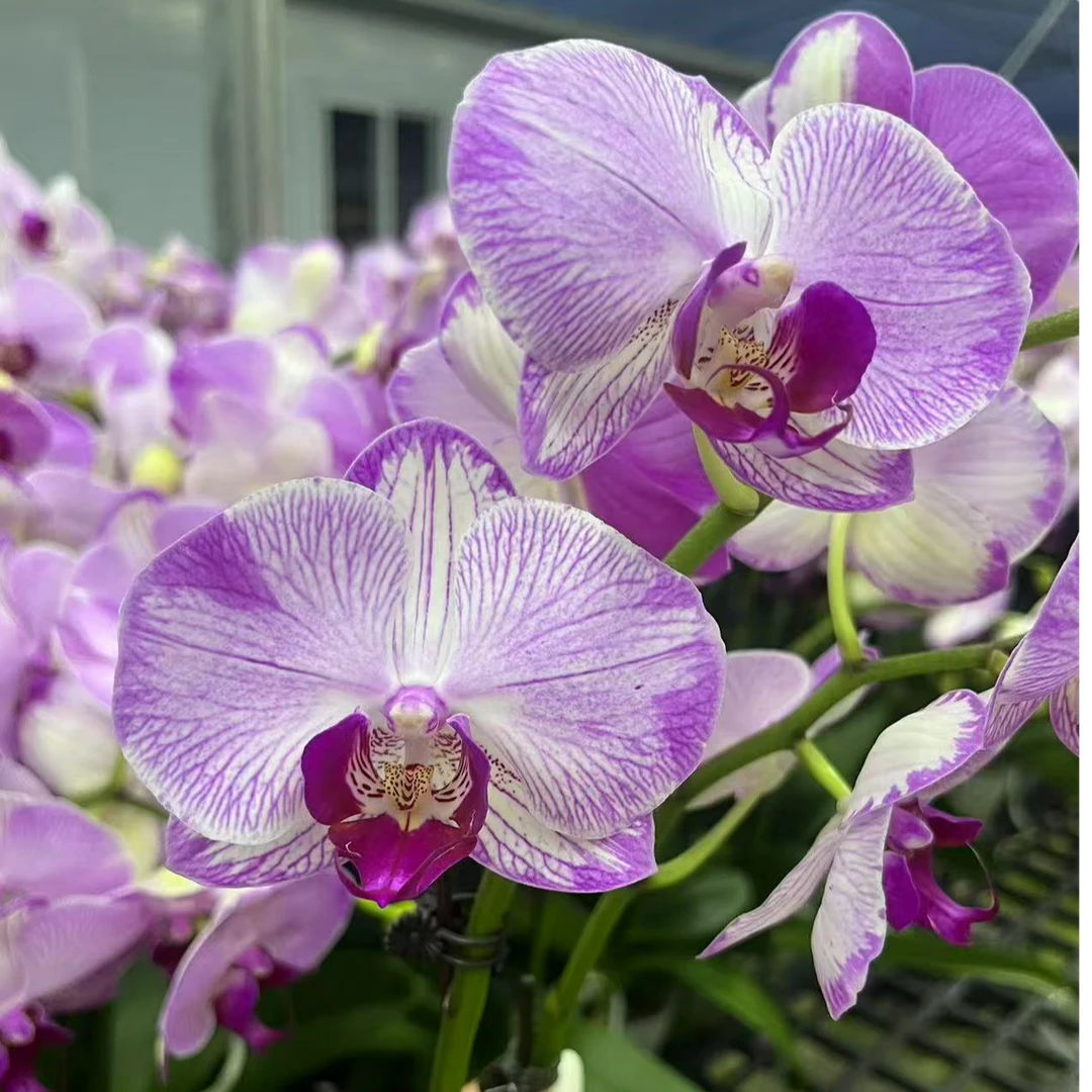 A10【水蜜桃】精品蝴蝶兰室内盆栽