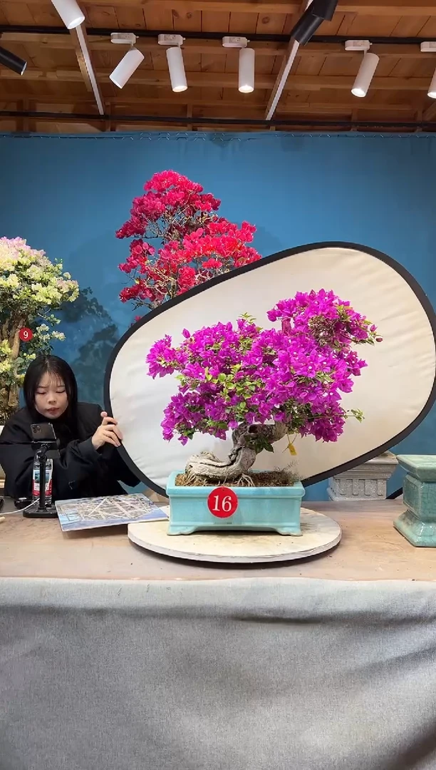 大量花朵（建议范围：8朵-15朵 或40%以上）小叶紫 三角梅