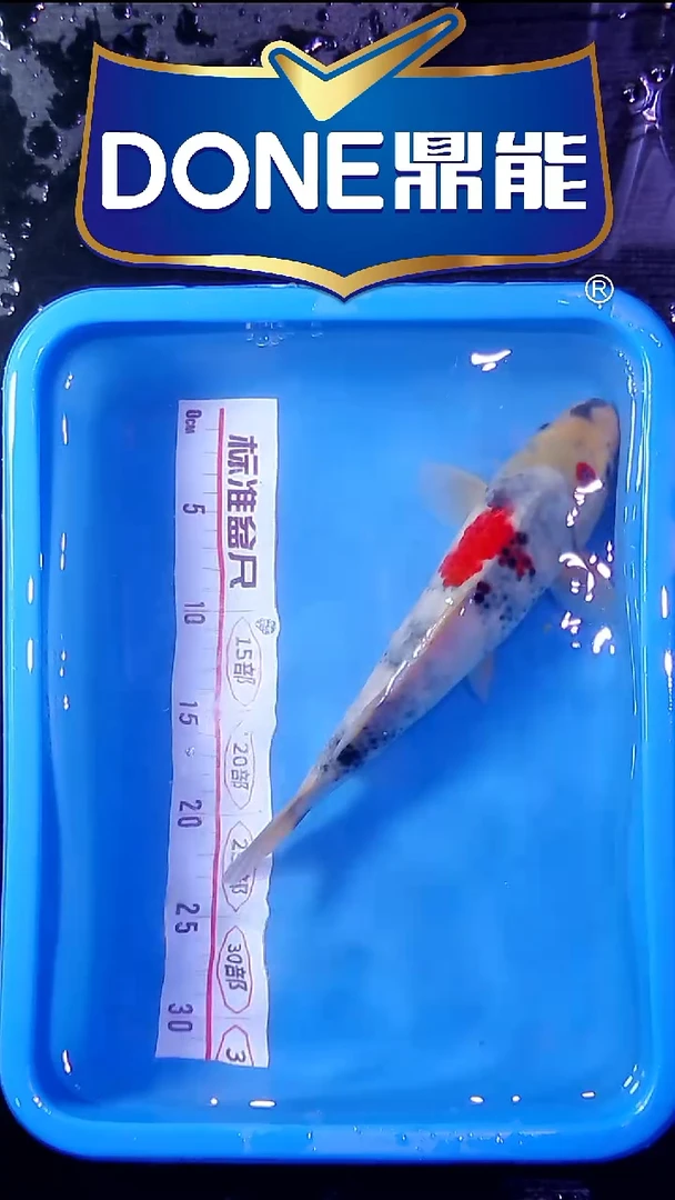 锦鲤直播间菁选 对版发货 11号