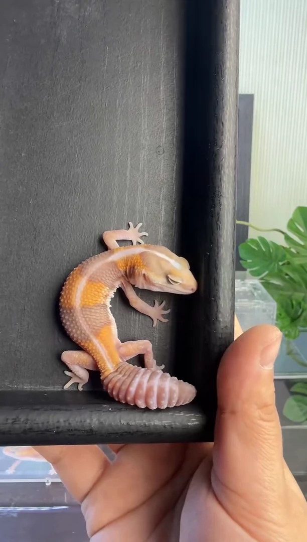 肥尾守宫肥尾守宫