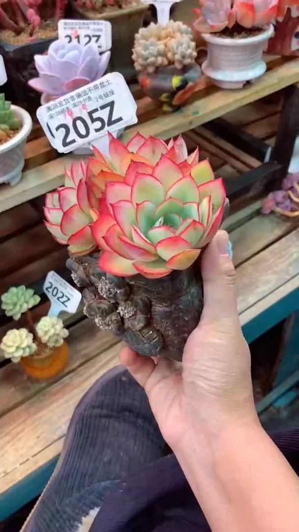 205Z（一物一拍实付满28发货，默认不带盆土）
