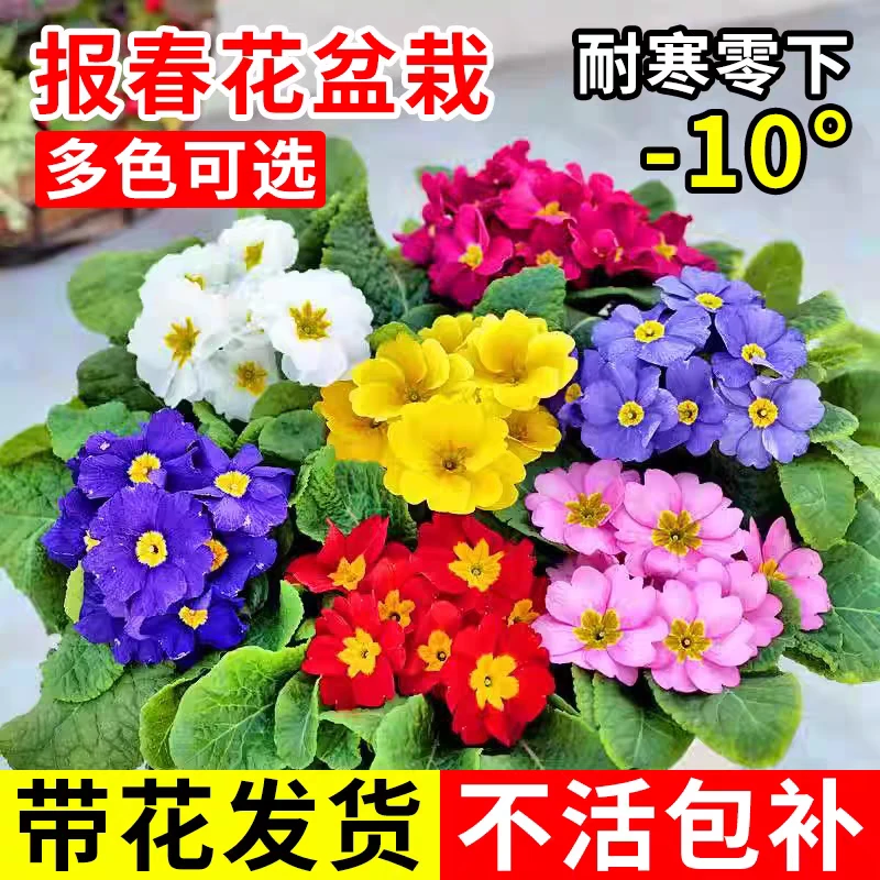 报春花盆栽带花苞冬春季耐寒室外阳台好养活迎春年宵重瓣花卉植物