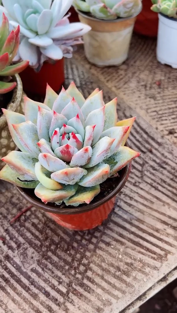 普****天多肉植物一物一拍06096