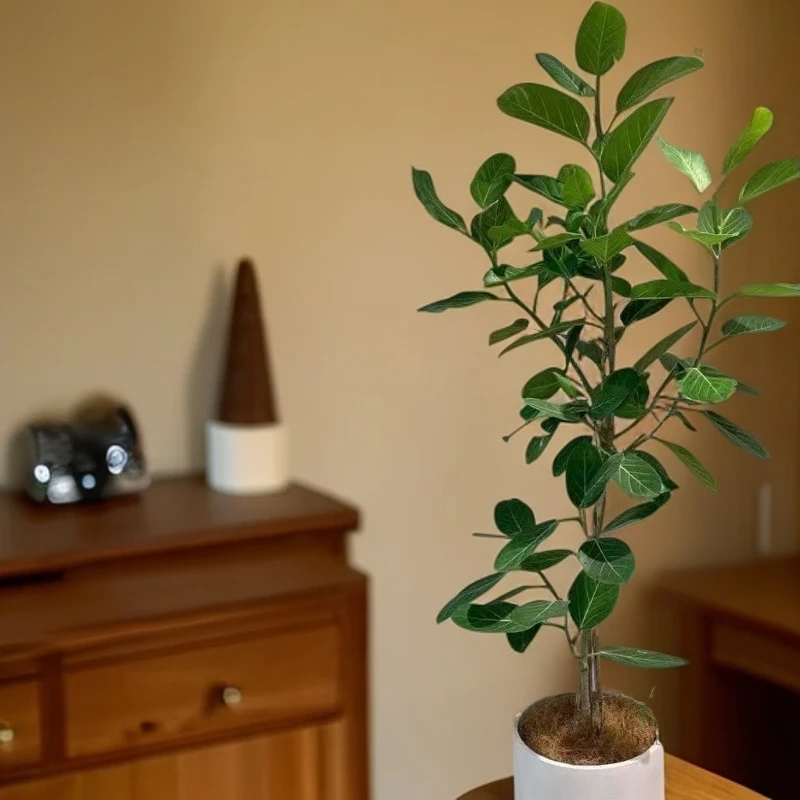 【原生态孟加拉榕】客厅绿植大型高山榕树落地室内盆栽