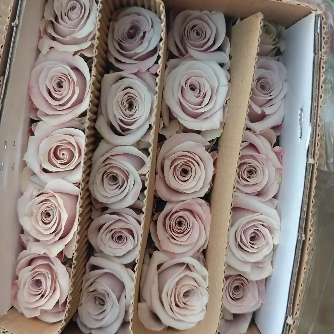 【鲜花次日达】曼塔玫瑰家居养花插花新疆生活鲜花全场顺丰包邮送货上门今天拍明天到