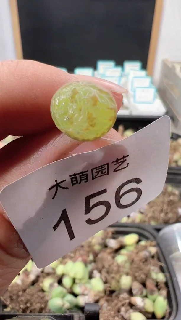 【闪购商品】++++156