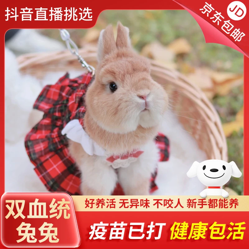 【直播优选】精选侏儒兔猫猫兔好养迷你垂耳兔家养宠物兔活体兔包活