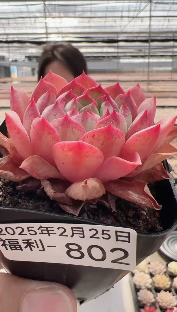 【闪购商品】福利多肉-802